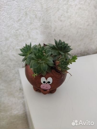 Каменная роза