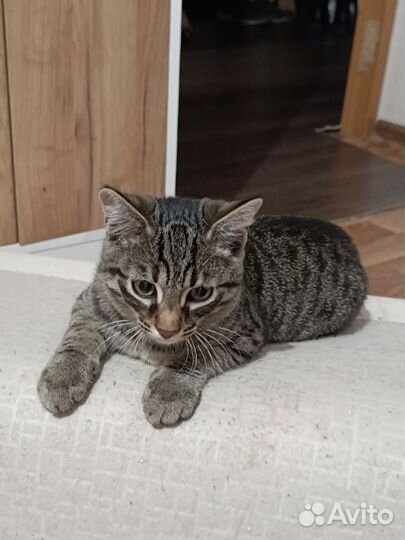 Кот