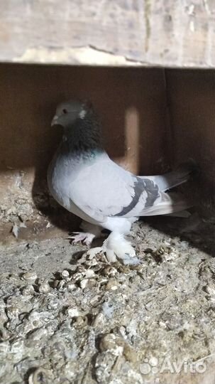 Ленинаканские голуби. Армянская Птица