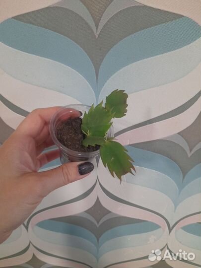 Комнатные цветы