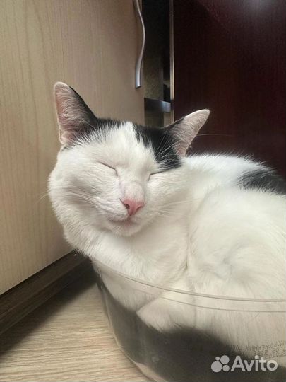 Котята в добрые руки бесплатно