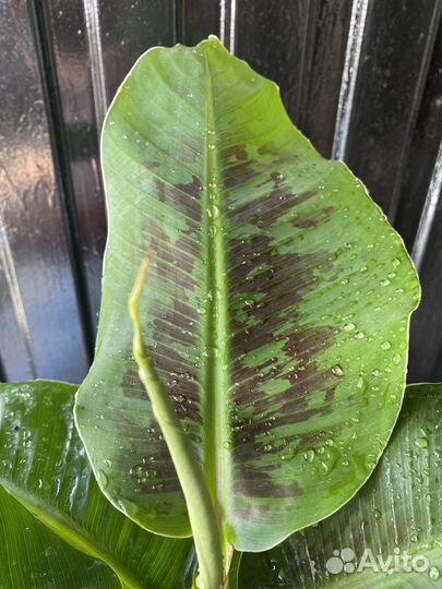 Комнатный банан Муса