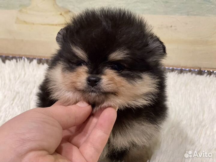 Померанский Шпиц редкий мрамор, мерле