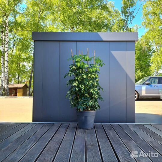 Шефлера Далтон