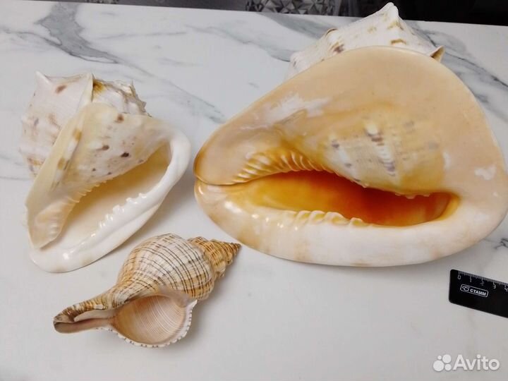 Морские ракушки раковины