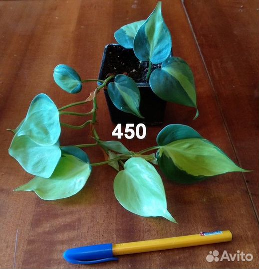 Комнатные растения