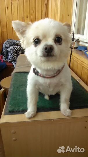 Стрижка собак