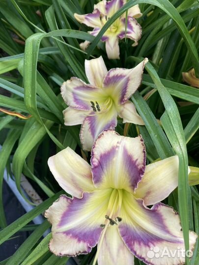 Лилии лилейники