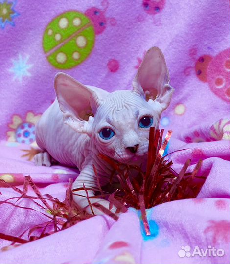 Белоснежка синеглазая