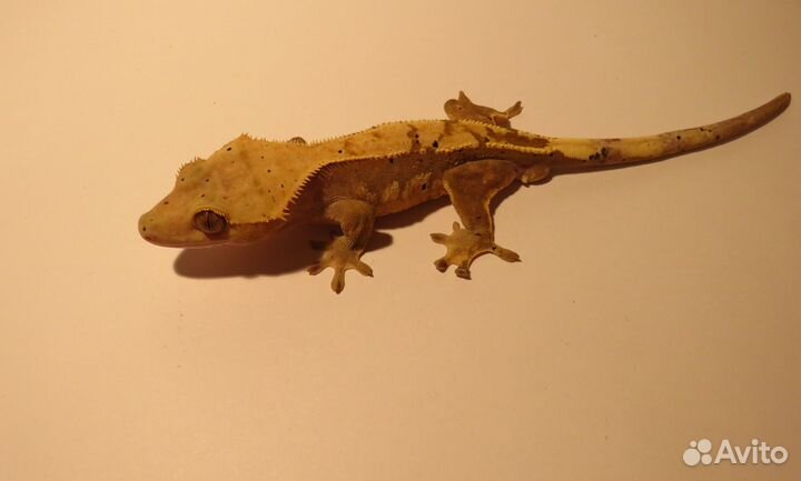 Реснитчатые гекконы-бананоеды