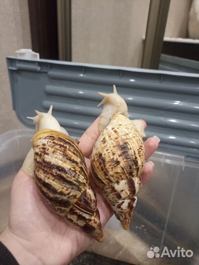 Улитки ахатины