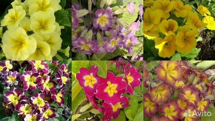 Садовые растения