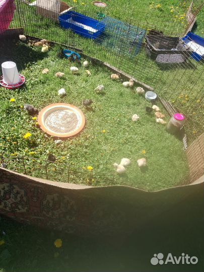 Цыплятки домашние разных пород