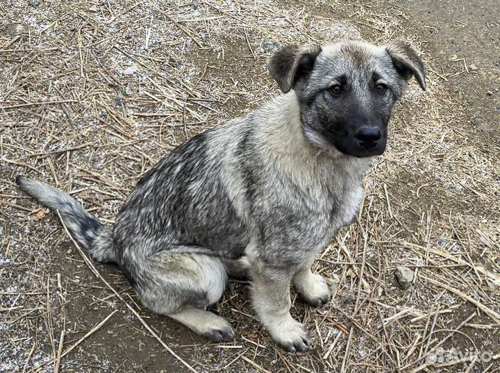 Стерильная Айза - крупная девочка на охрану в дар