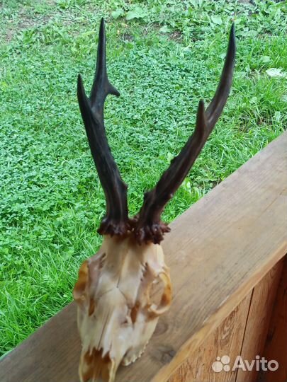 Череп косули