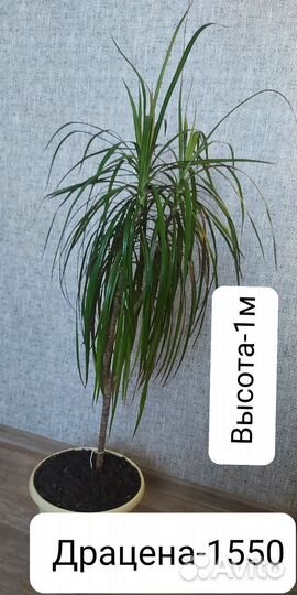 Комнатные цветы пальма