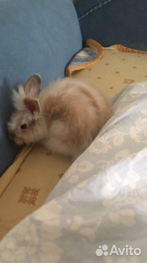 Клетка для кролика