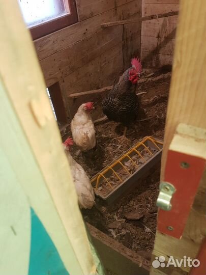 Куры петухи