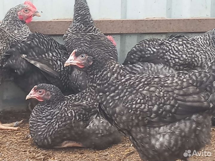 Куры молодки