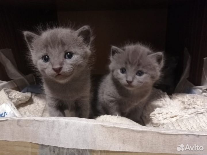 Серые котята в добрые руки