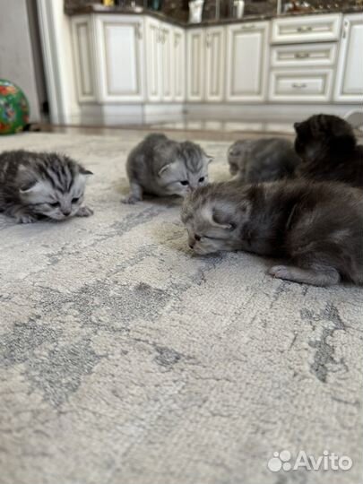 Британские котята