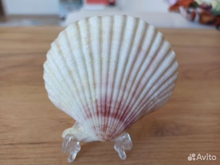 Морская раковина