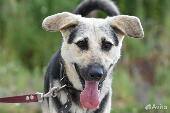 Собака в добрые руки П.П. 