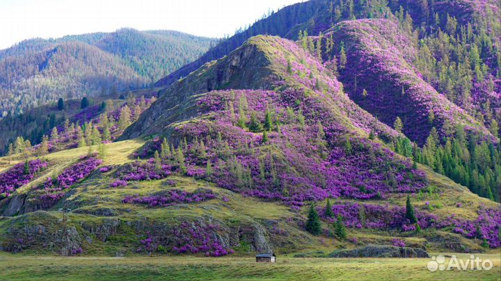 Настоящий Горный Алтай