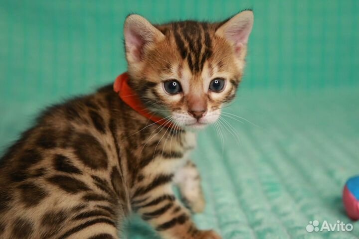 Бенгальские котята