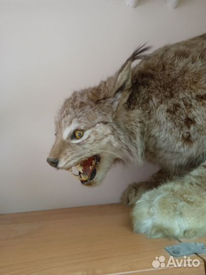 Чучело рыси