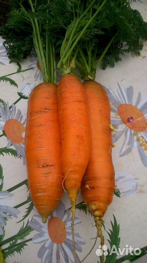 Семена моркови