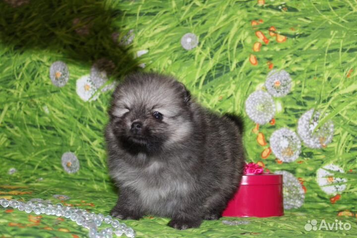 Померанский шпиц