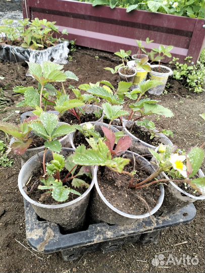 Саженцы клубники