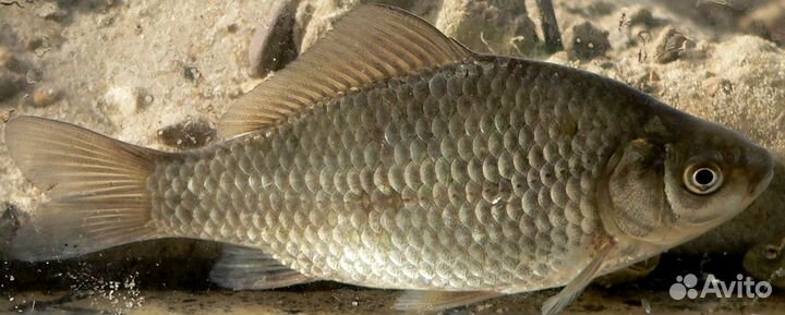 Живец для рыбалки