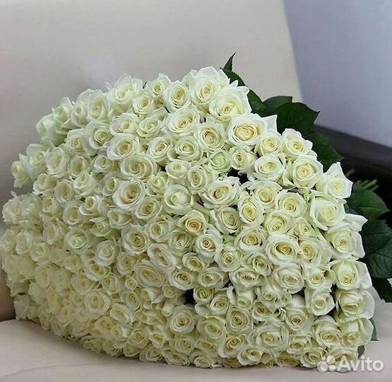 101 роза цветы букеты доставка 25 51 101 роза