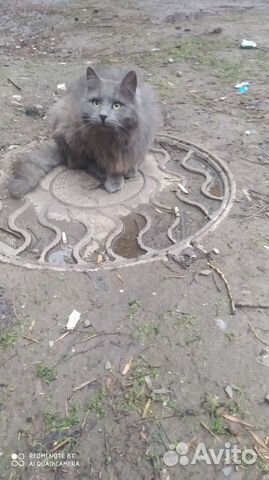 Кот