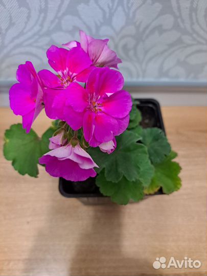 Пеларгония герань сортовая