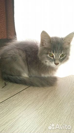 Отдам котёнка в добрые руки