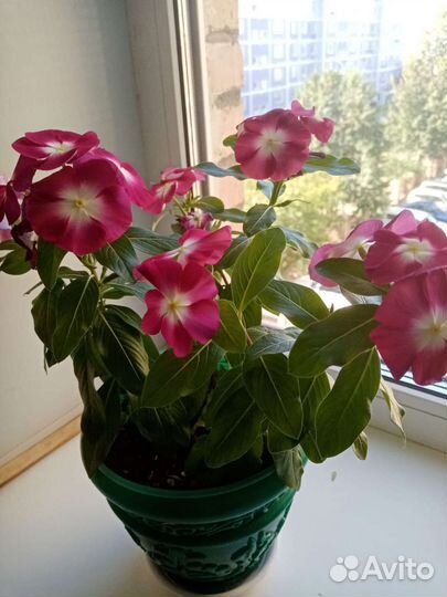 Катарантус