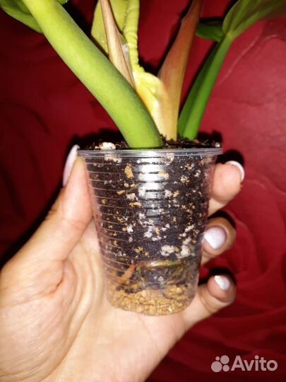 Филодендрон Мунлайт Сплеш