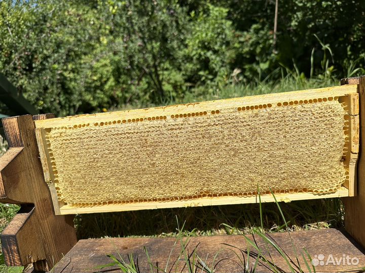 Соты разнотравье