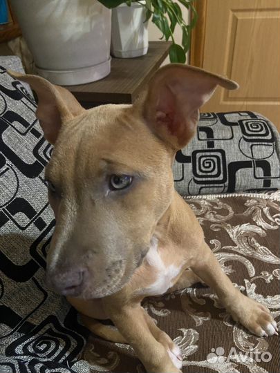 Американский питбультерьер