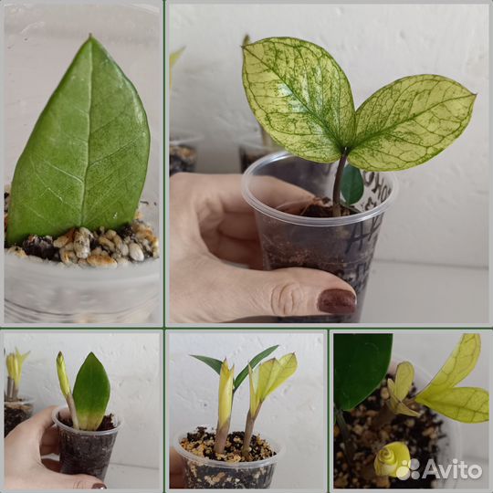 Замиокулькас Блэк Пинк black pink short leaf long