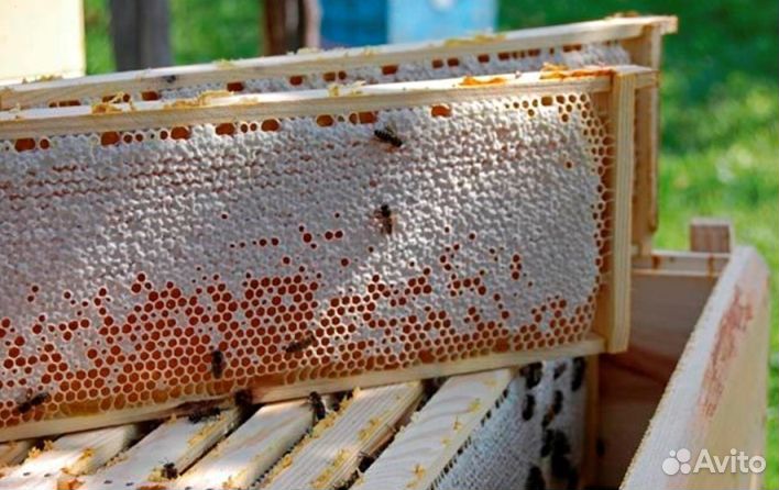 Мёд натуральный алтайский оптом от 16 кг