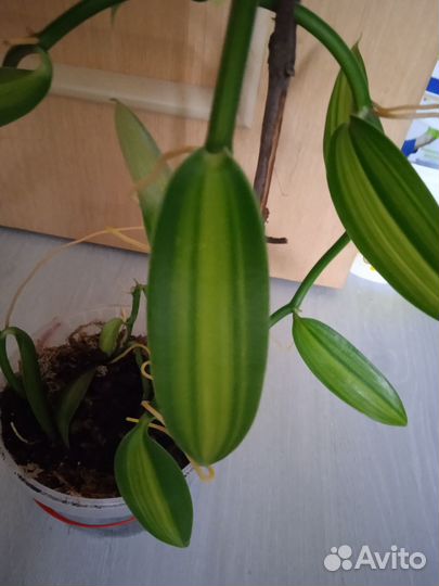 Орхидея Ваниль вариегатная