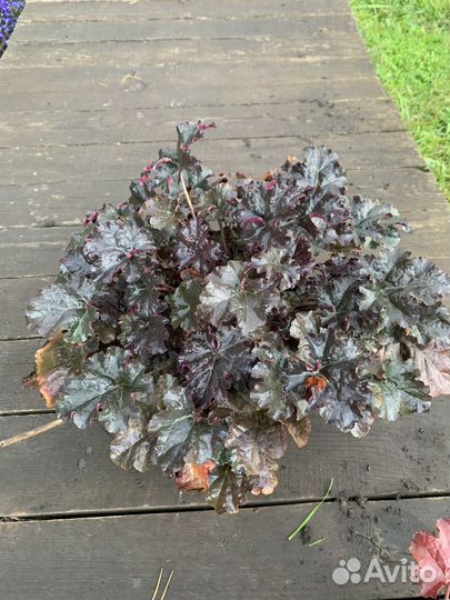 Гейхера гибридная (сорт 'Black Taffeta')