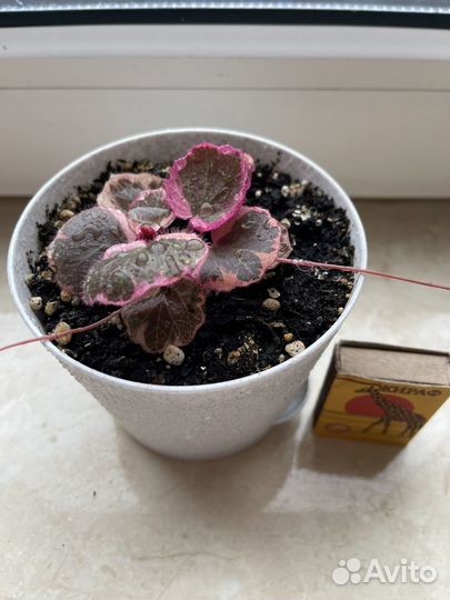 Камнеломка трехцветная