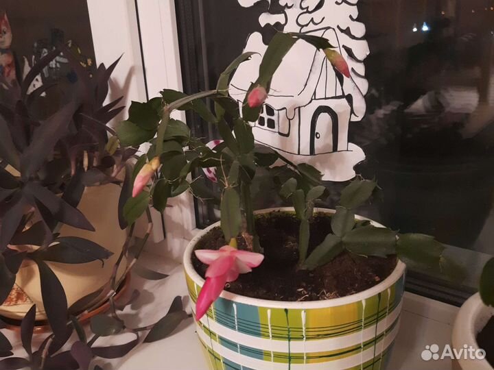 Укорененный черенок декабриста