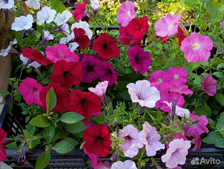 Петуния ампельная и простая-кустовая