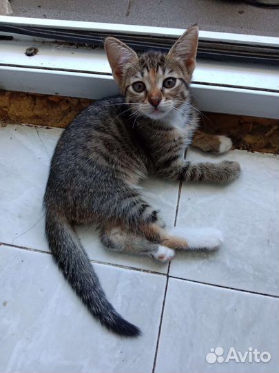 Котята в добрые руки бесплатно